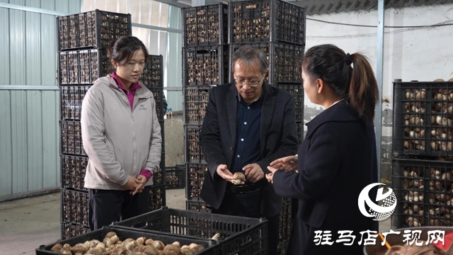 新華社河南分社到泌陽縣調研采訪夏南牛、食用菌和電子信息三大重點產業