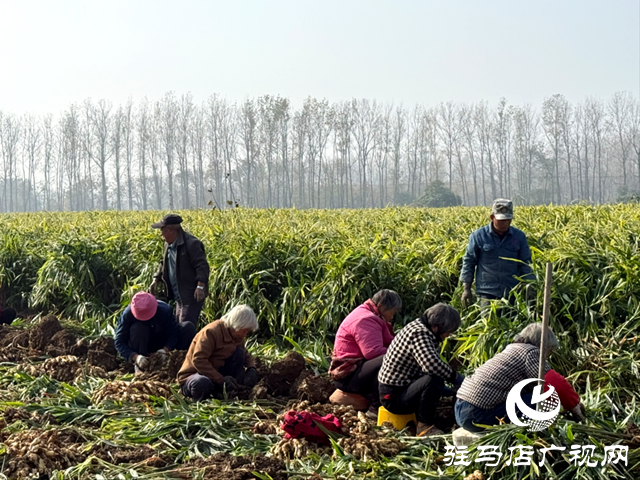 確山朱李莊:生姜豐收采收忙 金黃碩果富農(nóng)家