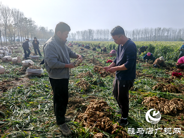 確山朱李莊:生姜豐收采收忙 金黃碩果富農(nóng)家