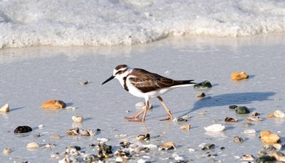 三部門發布涉鳥類保護刑事典型案例