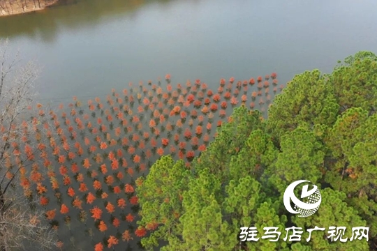 【大美天中】湖畔添新景!泌陽銅山湖30畝池杉林成生態打卡地