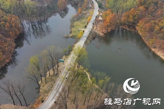 【大美天中】湖畔添新景!泌陽銅山湖30畝池杉林成生態打卡地