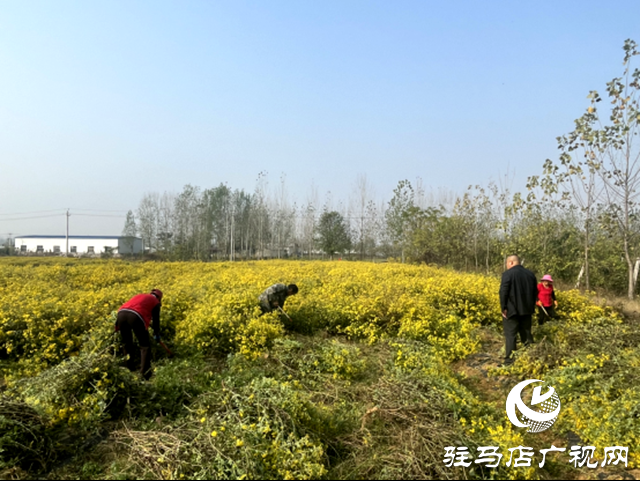 石滾河鎮:山野藏金英 一朵野菊富一方