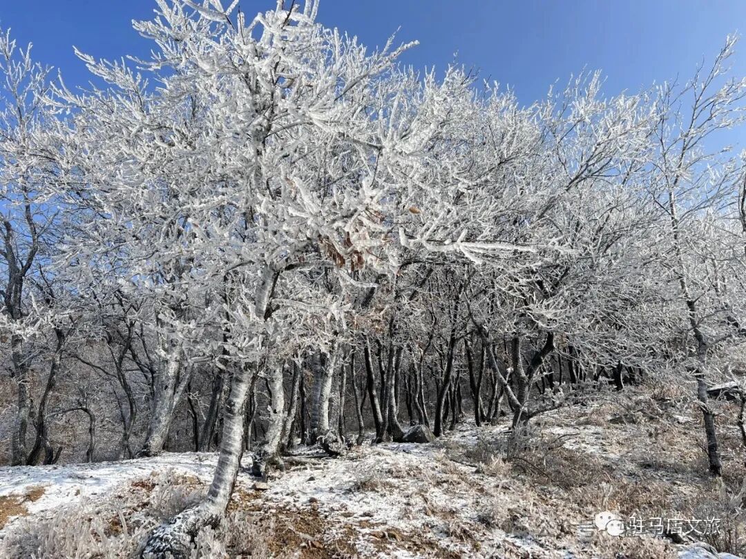 雪落天中！駐馬店初雪刷屏~這些絕美雪景，你都去看過(guò)嗎