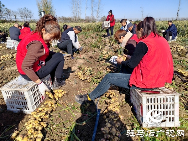 供聚農心 銷連萬家 駐馬店新時尚火龍果超市聯合平輿新時尚超市愛心助農解滯銷難題
