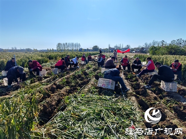 供聚農心 銷連萬家 駐馬店新時尚火龍果超市聯合平輿新時尚超市愛心助農解滯銷難題