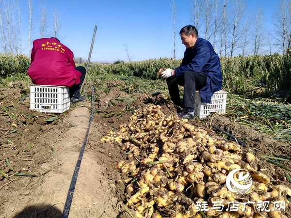 供聚農心 銷連萬家 駐馬店新時尚火龍果超市聯合平輿新時尚超市愛心助農解滯銷難題