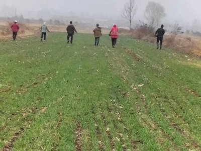 全國冬小麥播種過九成 其中黃淮海近九成半