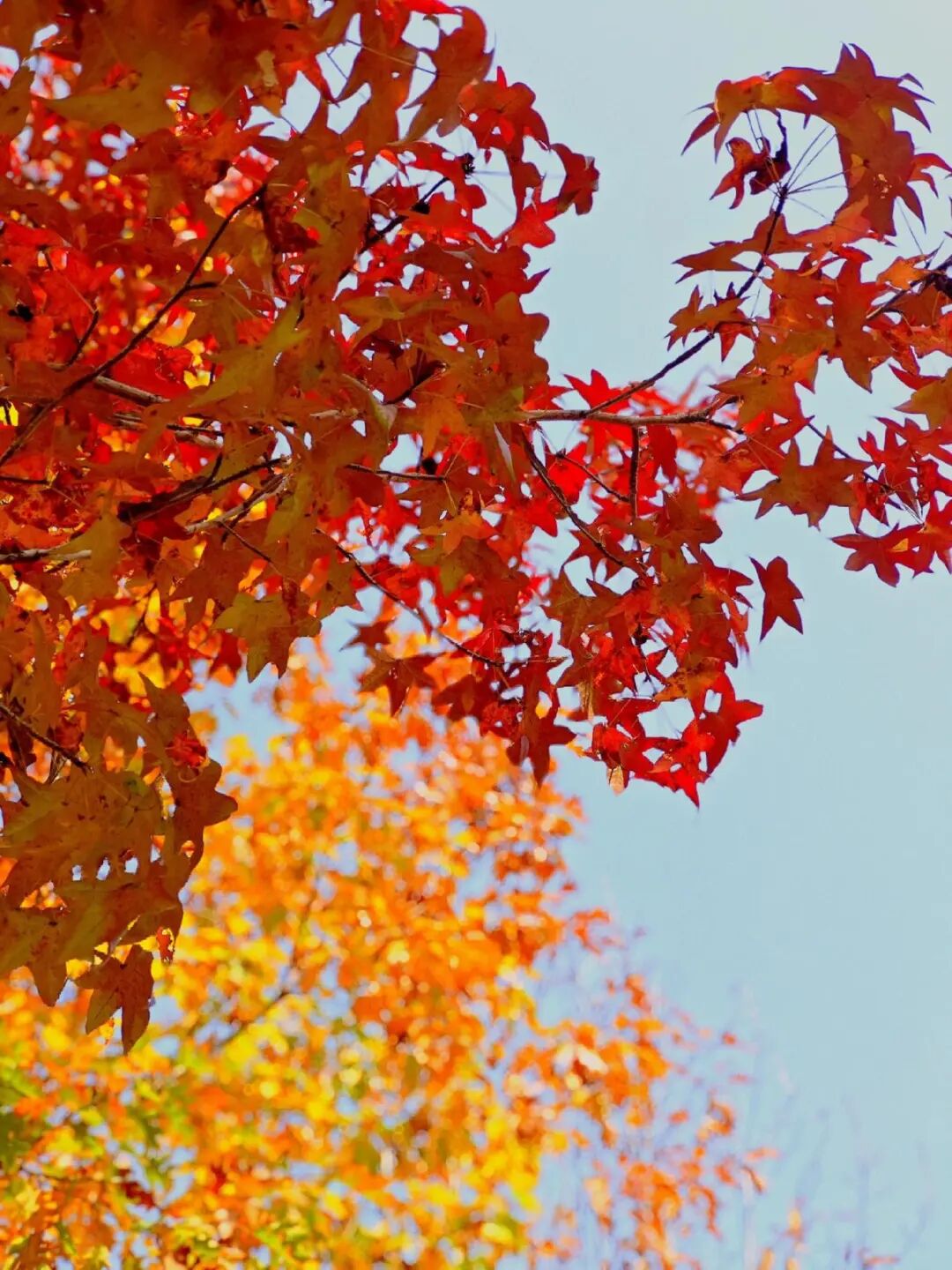 逃離城市計(jì)劃啟動(dòng)→板橋響沖!