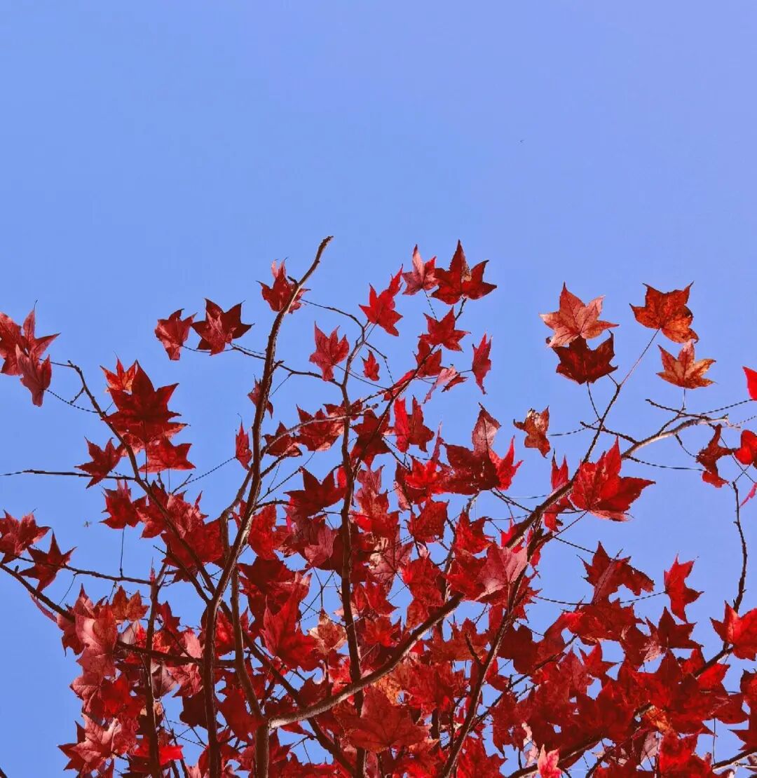 逃離城市計(jì)劃啟動(dòng)→板橋響沖!