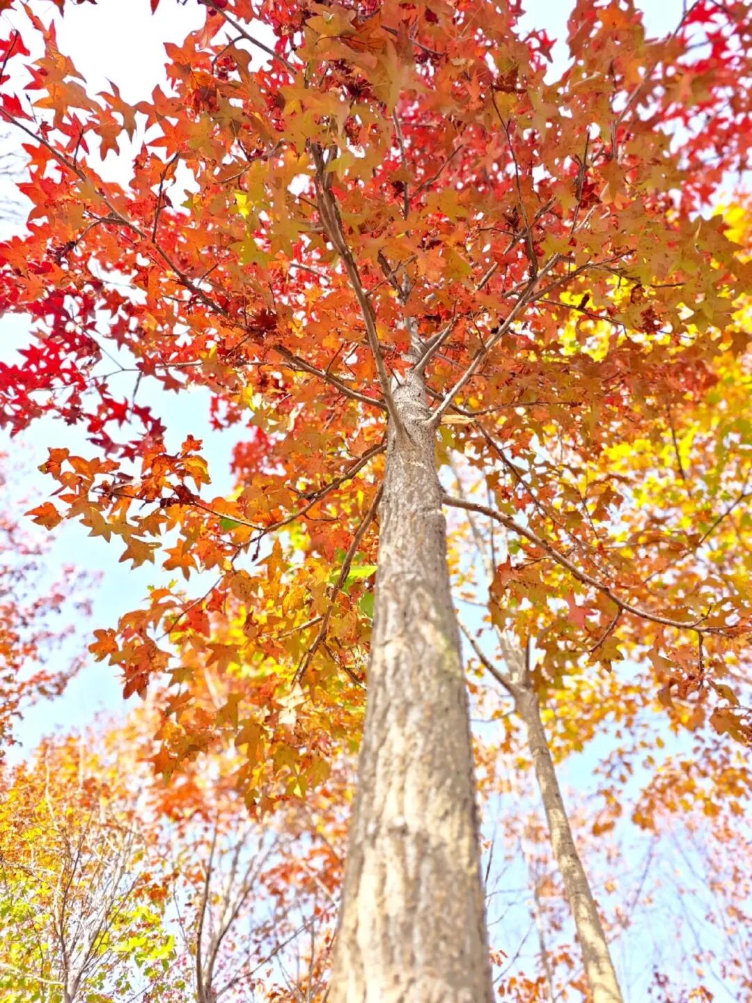 逃離城市計(jì)劃啟動(dòng)→板橋響沖!