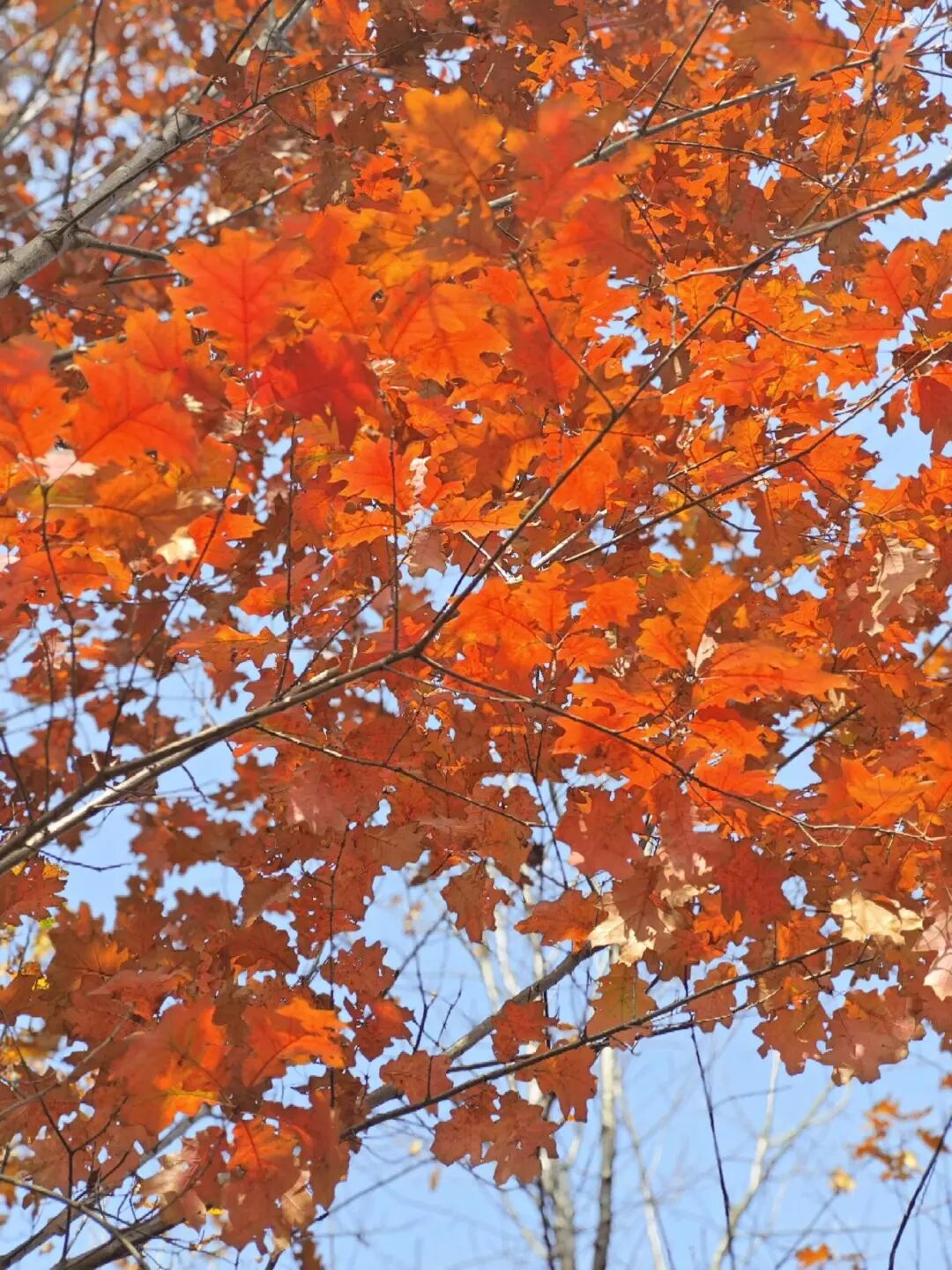 逃離城市計(jì)劃啟動(dòng)→板橋響沖!