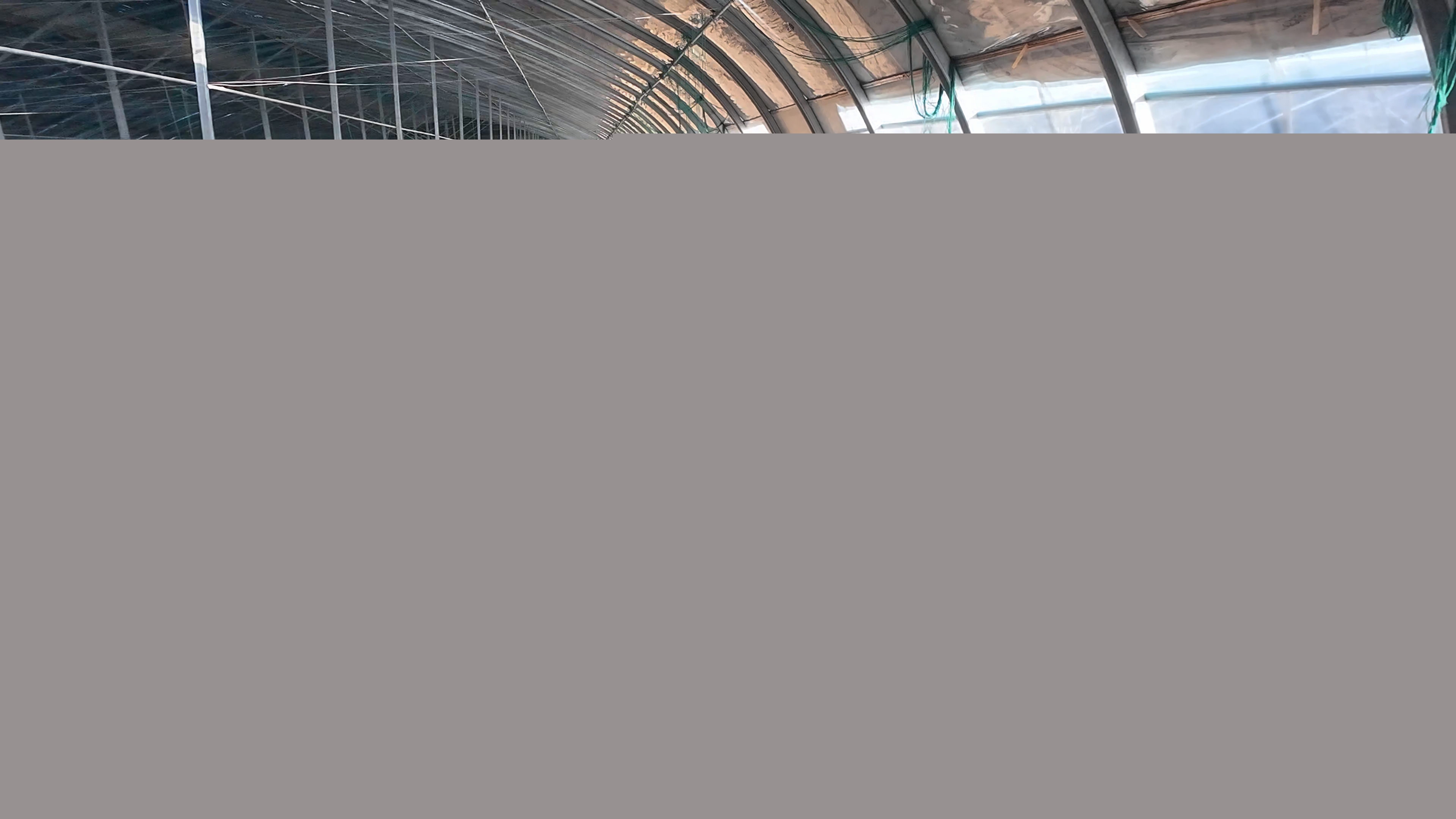 正陽縣熊寨鎮王樓村:訂單農業穩產保供?賦能鄉村振興