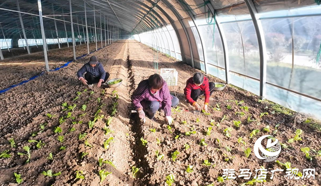 正陽縣熊寨鎮王樓村:“訂單農業”穩產保供 激活鄉村振興新動能