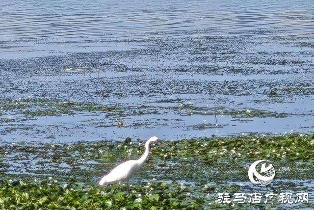 駐馬店人民公園:生態與文化雙提升 煥新城市“會客廳”