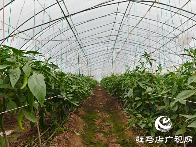 泌陽縣郭集鎮:大棚織就綠富美 產業賦能鄉村興