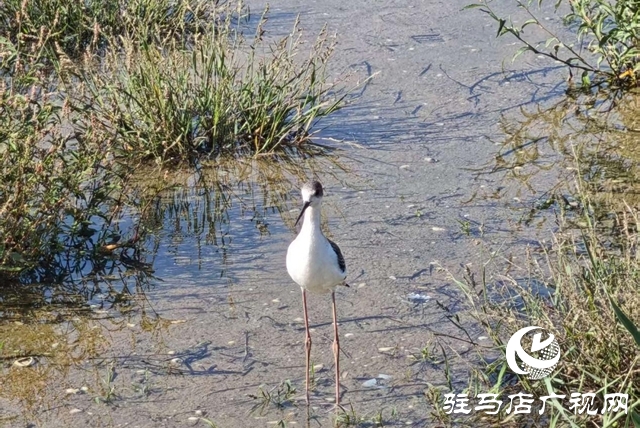 駐馬店人民公園:生態與文化雙提升 煥新城市“會客廳”