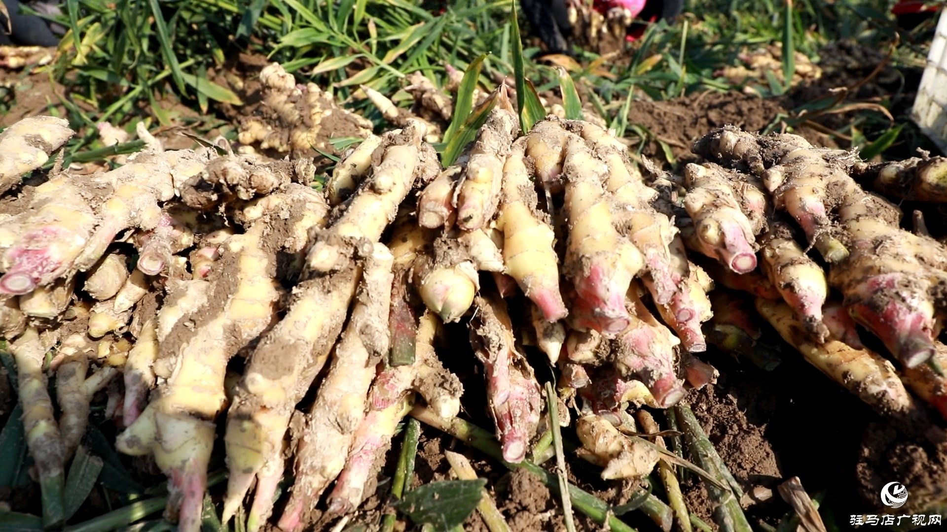 正陽慎水鄉:小生姜撐起致富路 特色種植富鄉鄰