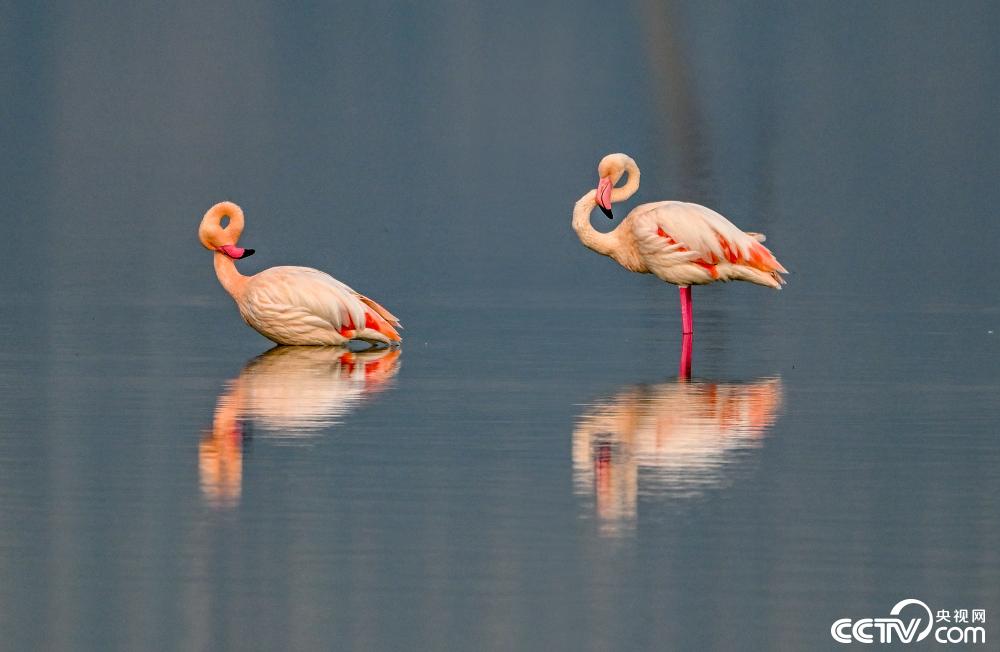 山西運城:火烈鳥在鹽湖濕地棲息