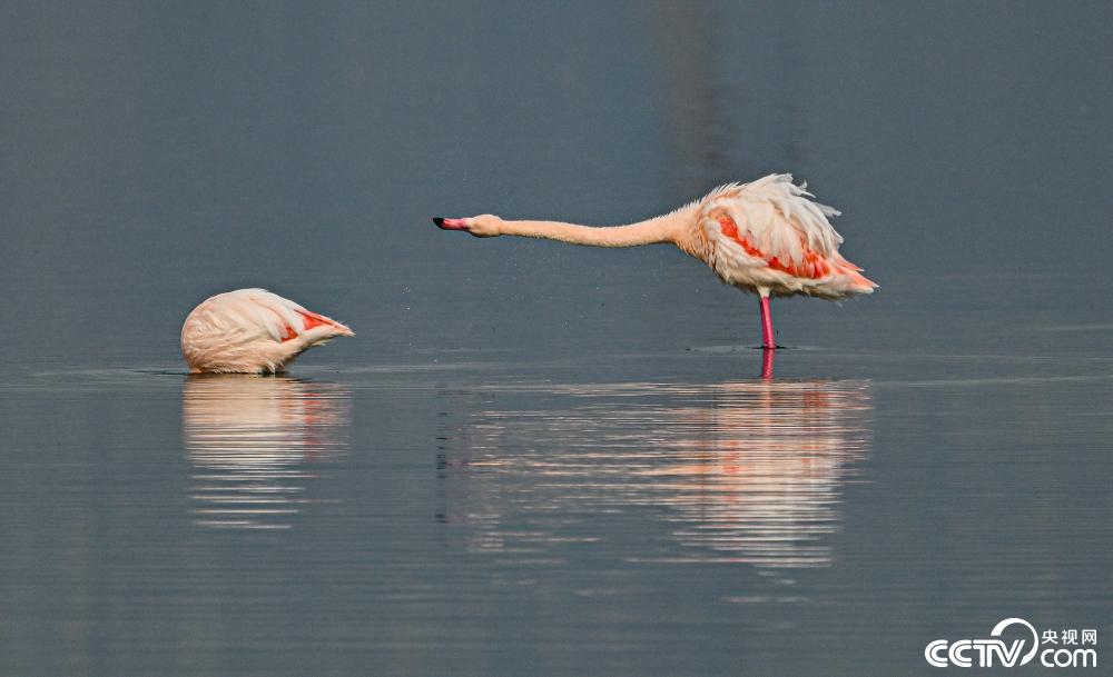 山西運城:火烈鳥在鹽湖濕地棲息