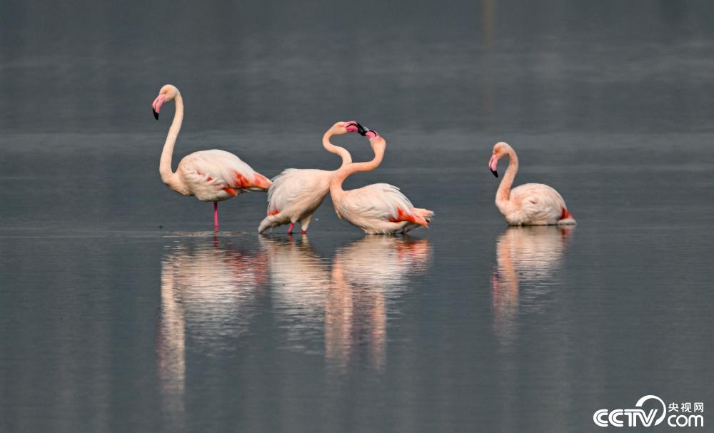 山西運城:火烈鳥在鹽湖濕地棲息