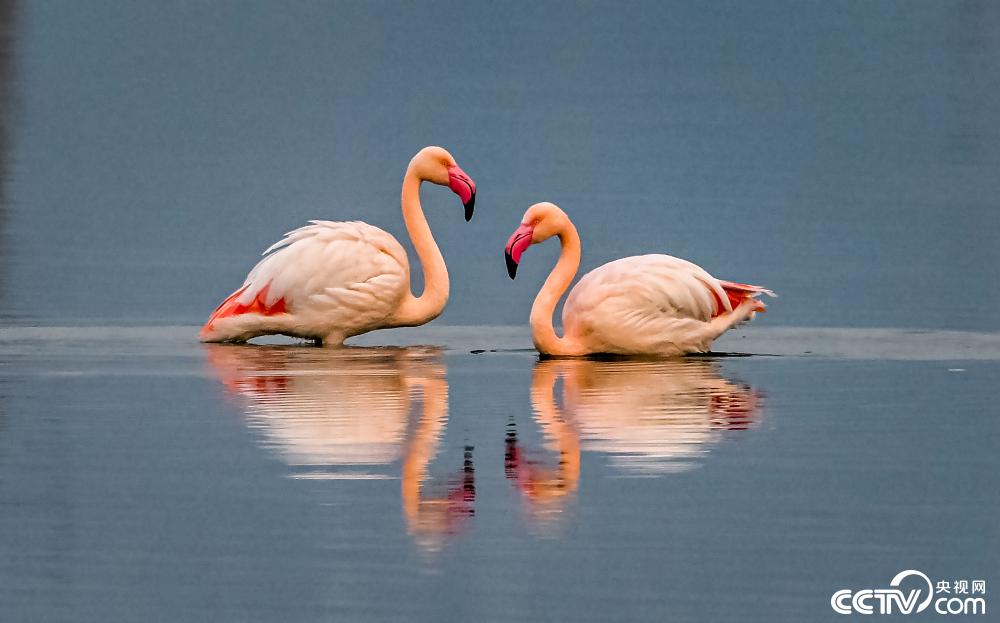 山西運城:火烈鳥在鹽湖濕地棲息