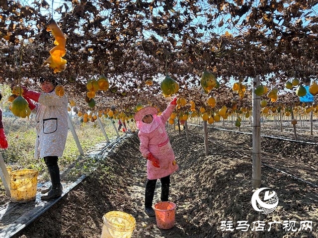 新蔡縣陳店鎮：瓜蔞喜獲豐收 “金疙瘩”助農增收