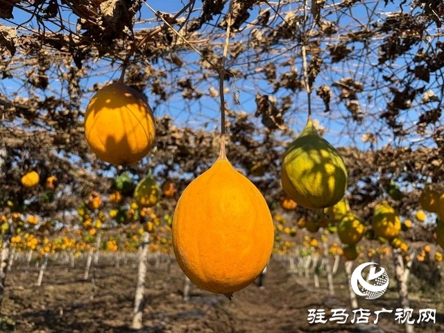 新蔡縣陳店鎮：瓜蔞喜獲豐收 “金疙瘩”助農增收