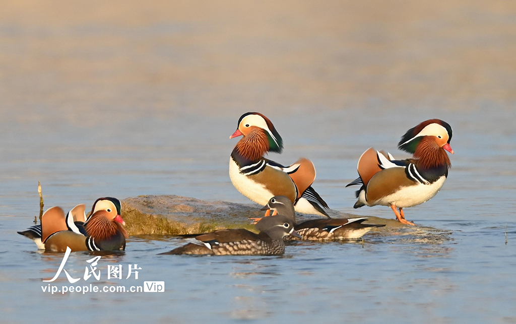 山東青州:鴛鴦戲水
