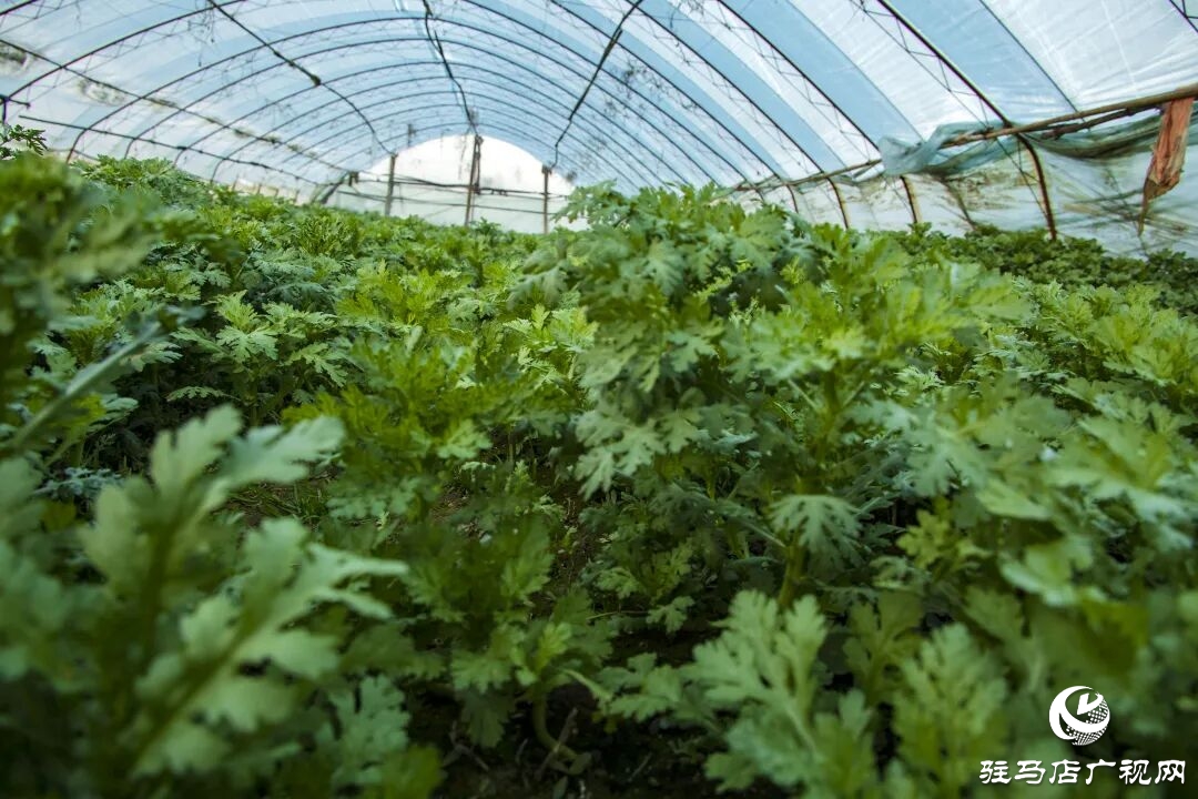 正陽縣清源街道吳紀偉：扎根鄉土 蹚出特色種植致富路