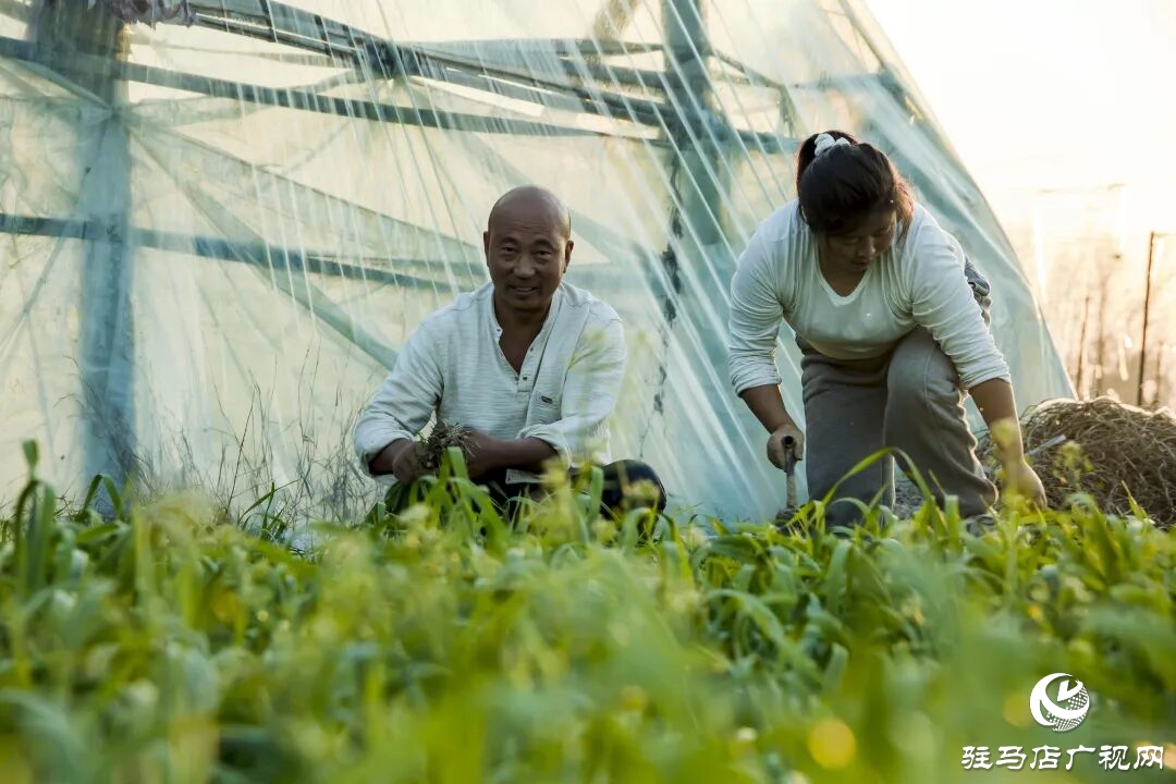 正陽縣清源街道吳紀偉：扎根鄉土 蹚出特色種植致富路