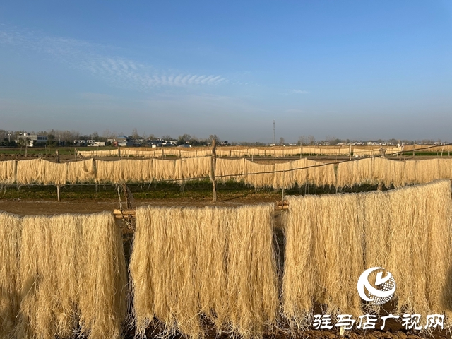 泌陽縣郭集鎮：小粉條串起致富鏈 繪就鄉村振興新圖景