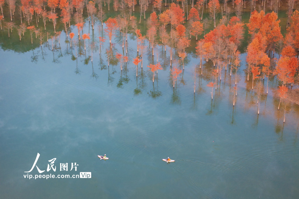 落羽杉濕地公園晨霧繚繞
