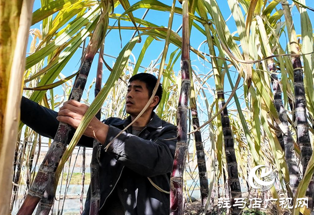 正陽縣油坊店鄉???????:“蔗”里迎豐收 “甜”到心坎里