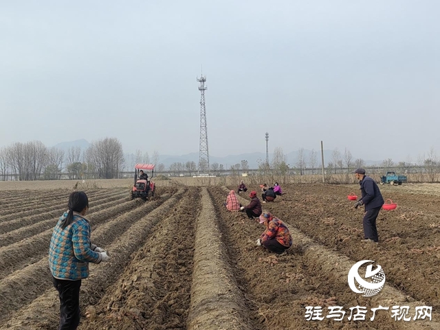 驛城區朱古洞鄉30余畝生態紅薯豐收遇滯銷 急盼愛心助力紓困