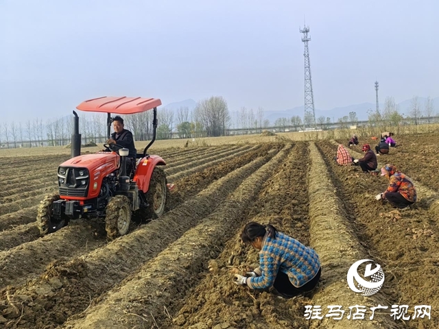 驛城區朱古洞鄉30余畝生態紅薯豐收遇滯銷 急盼愛心助力紓困