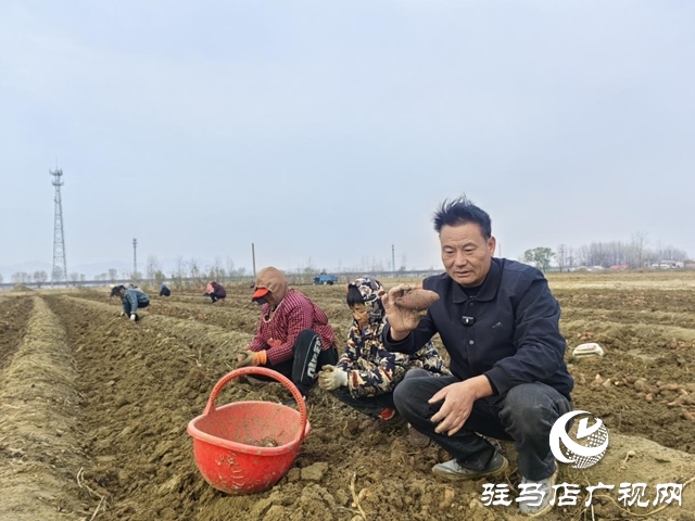 驛城區朱古洞鄉30余畝生態紅薯豐收遇滯銷 急盼愛心助力紓困