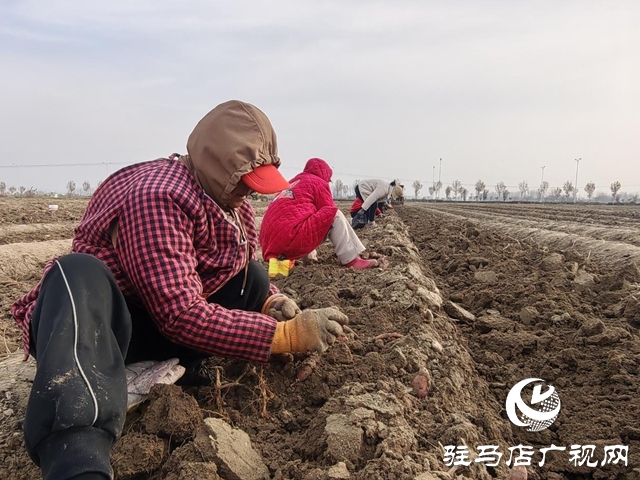 驛城區朱古洞鄉30余畝生態紅薯豐收遇滯銷 急盼愛心助力紓困