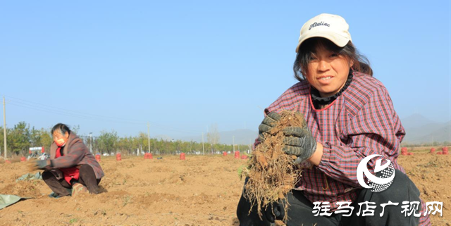 駐馬店市驛城區：中藥材鋪就鄉村振興“黃金路”