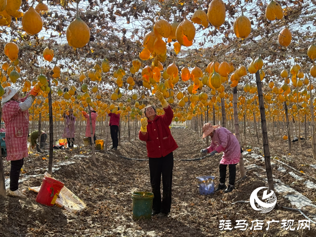 確山任店鎮：小瓜蔞變身“金葫蘆” 特色種植助農增收