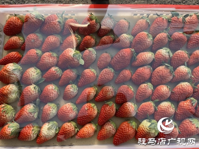 冬令水果扎堆上市 本月中下旬價格有望進一步回落