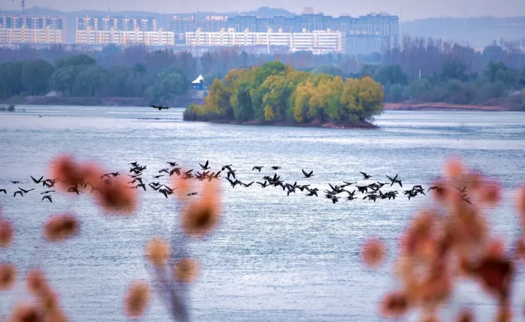 美!河南冬景上新啦