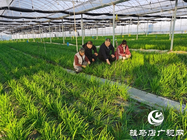 冬暖棚里“韭”香濃 特色種植鼓起村民“錢袋子”