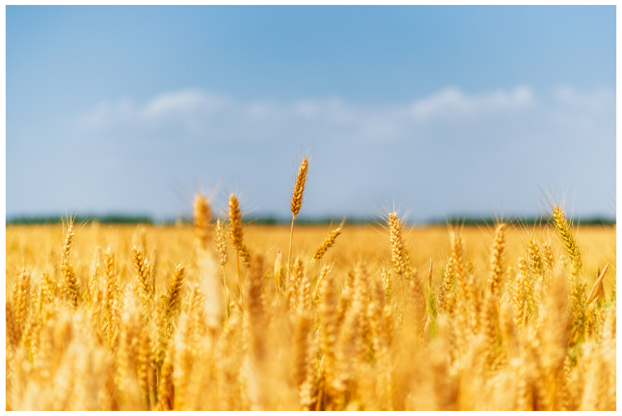 糧食總產(chǎn)量1350.98億斤 河南豐收不易擔(dān)當(dāng)更重