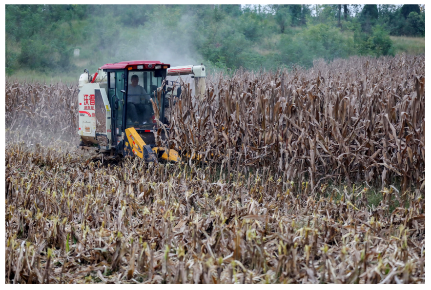 糧食總產(chǎn)量1350.98億斤 河南豐收不易擔(dān)當(dāng)更重