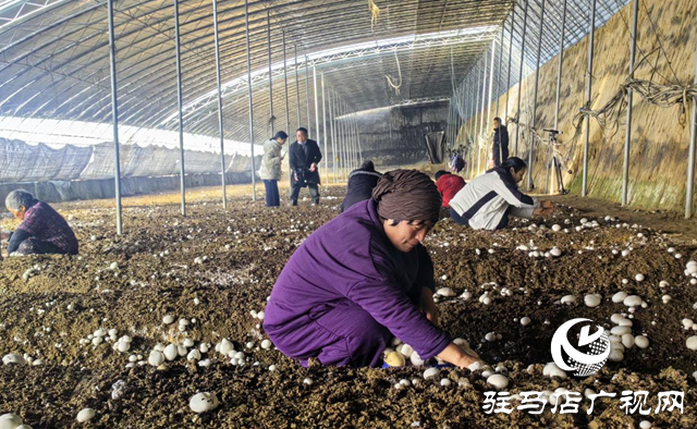 驛城區:雙孢菇喜獲豐收 種植基地急尋銷路