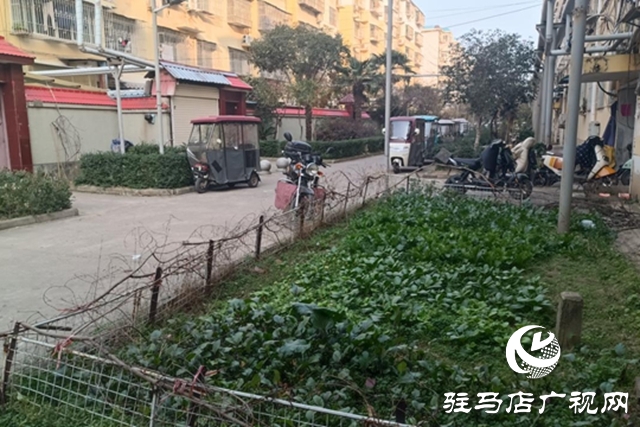 駐馬店飛龍小區：清理&ldquo;私家菜園&rdquo; 讓公共綠地回歸本色