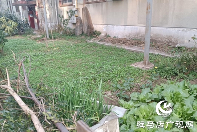 駐馬店飛龍小區：清理&ldquo;私家菜園&rdquo; 讓公共綠地回歸本色