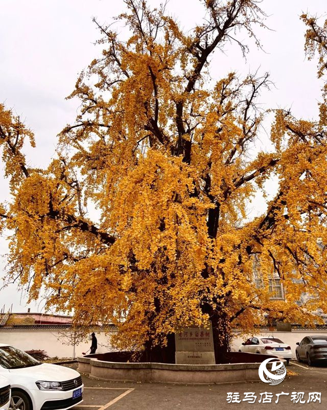 驛城區老河鄉被評為“美麗中國·深呼吸小鎮”
