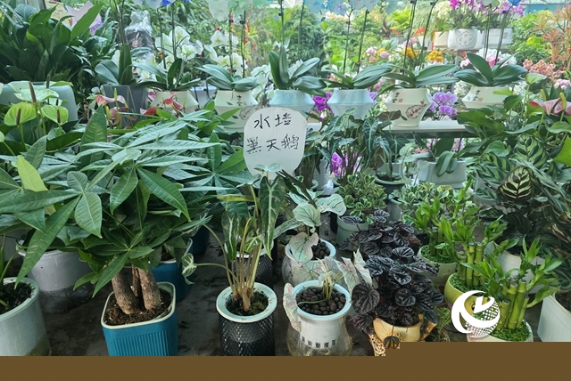 寒冬“綠意消費”升溫 陽臺小盆栽帶火花市